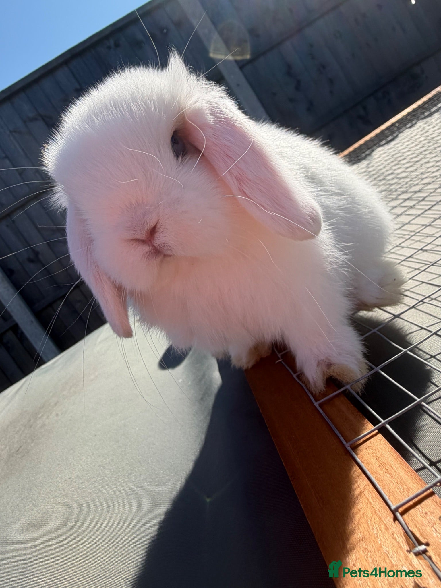 Mini Lop rabbits Mini Lop Buck - 2/8/26 - Advert 2