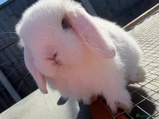 Mini Lop rabbits Mini Lop Buck - 2/8/26 - Advert 2
