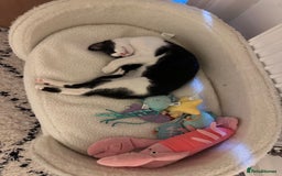 Domestic Shorthair cats for sale: 2 female Kittens - Image 13