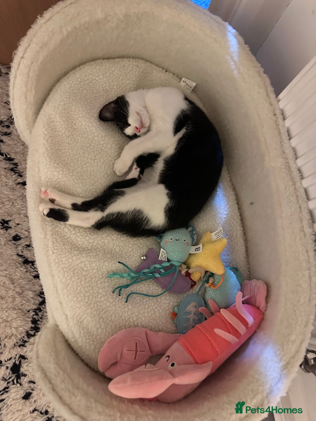 Domestic Shorthair cats for sale: 2 female Kittens - Image 13
