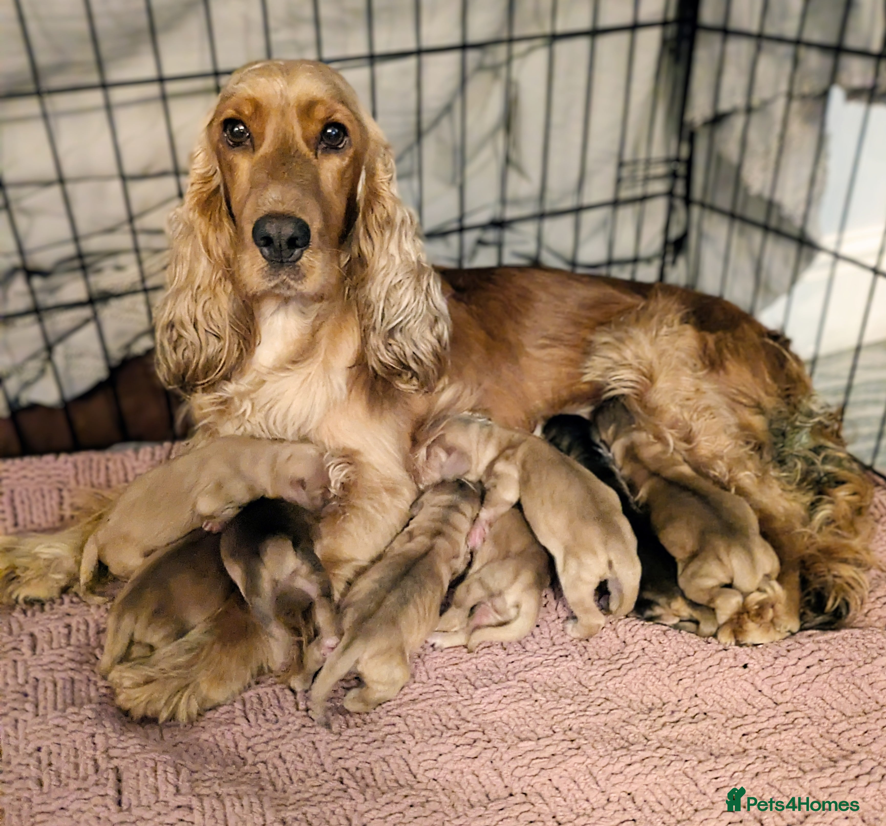 Cocker Spaniel dogs Stunning KC show cocker puppies PRA FN Clear  - Advert 1