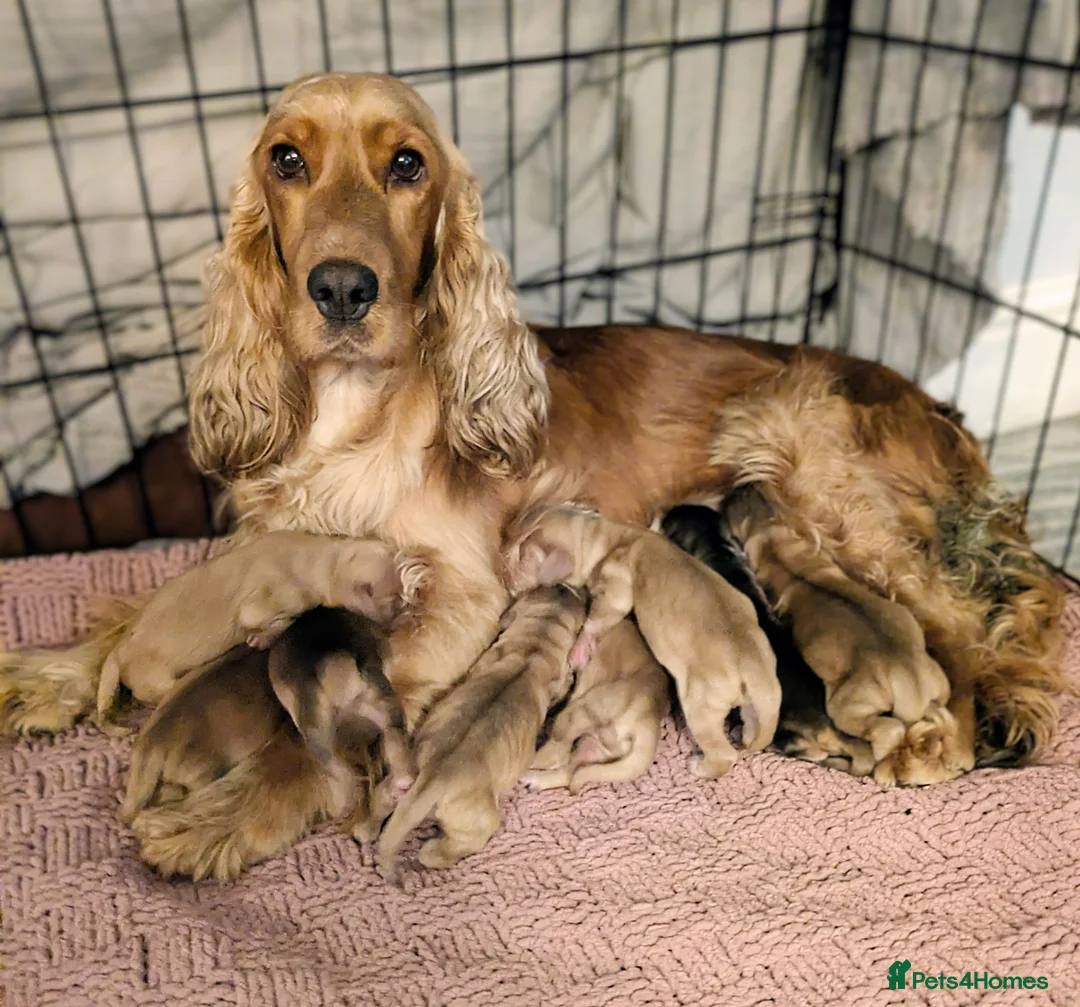 Cocker Spaniel dogs for sale: Stunning KC show cocker puppies PRA FN Clear  - Advert 1