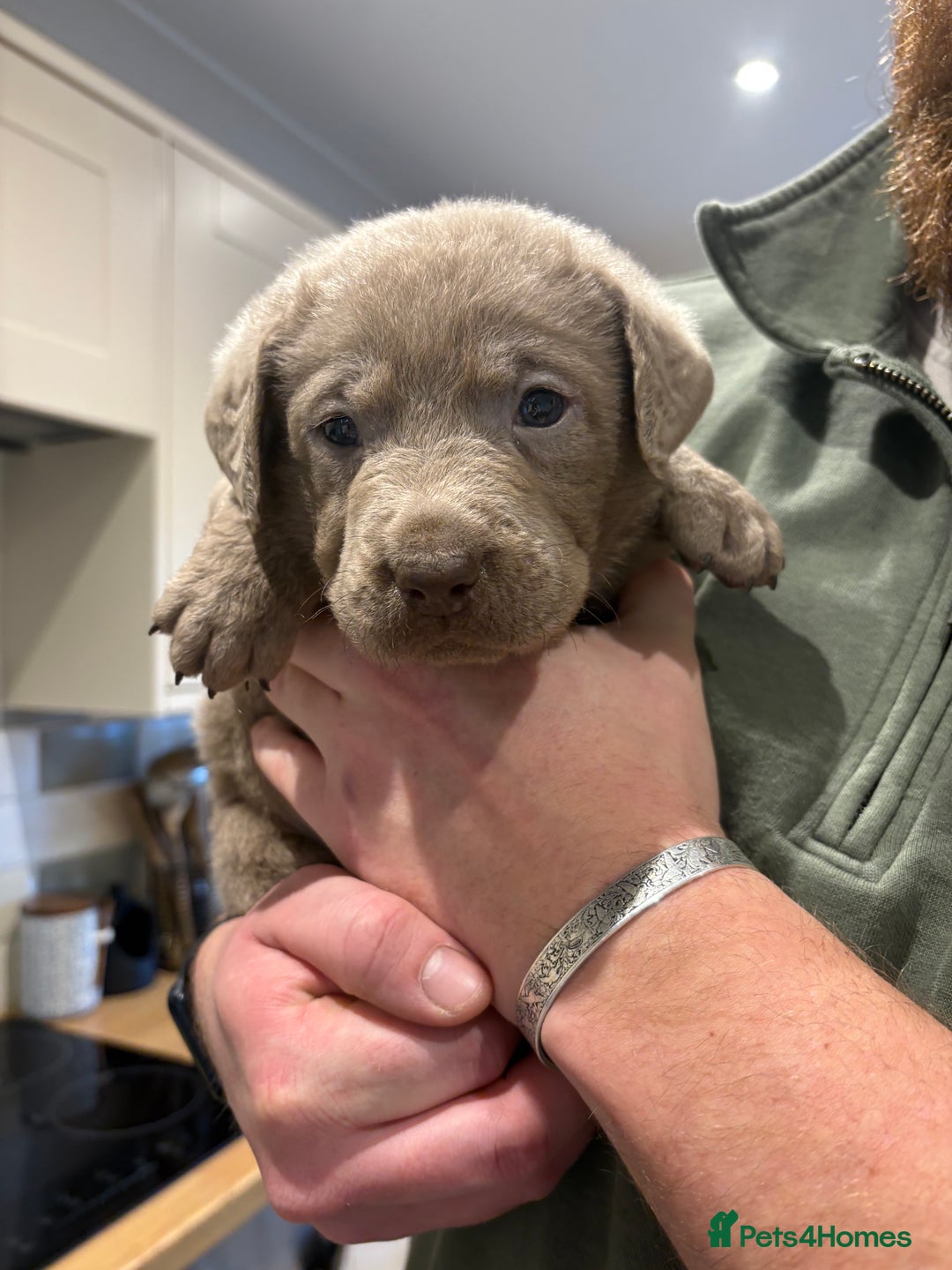 Labrador Retriever dogs for sale: Charcoal/silver Labrador puppies  - Advert 19