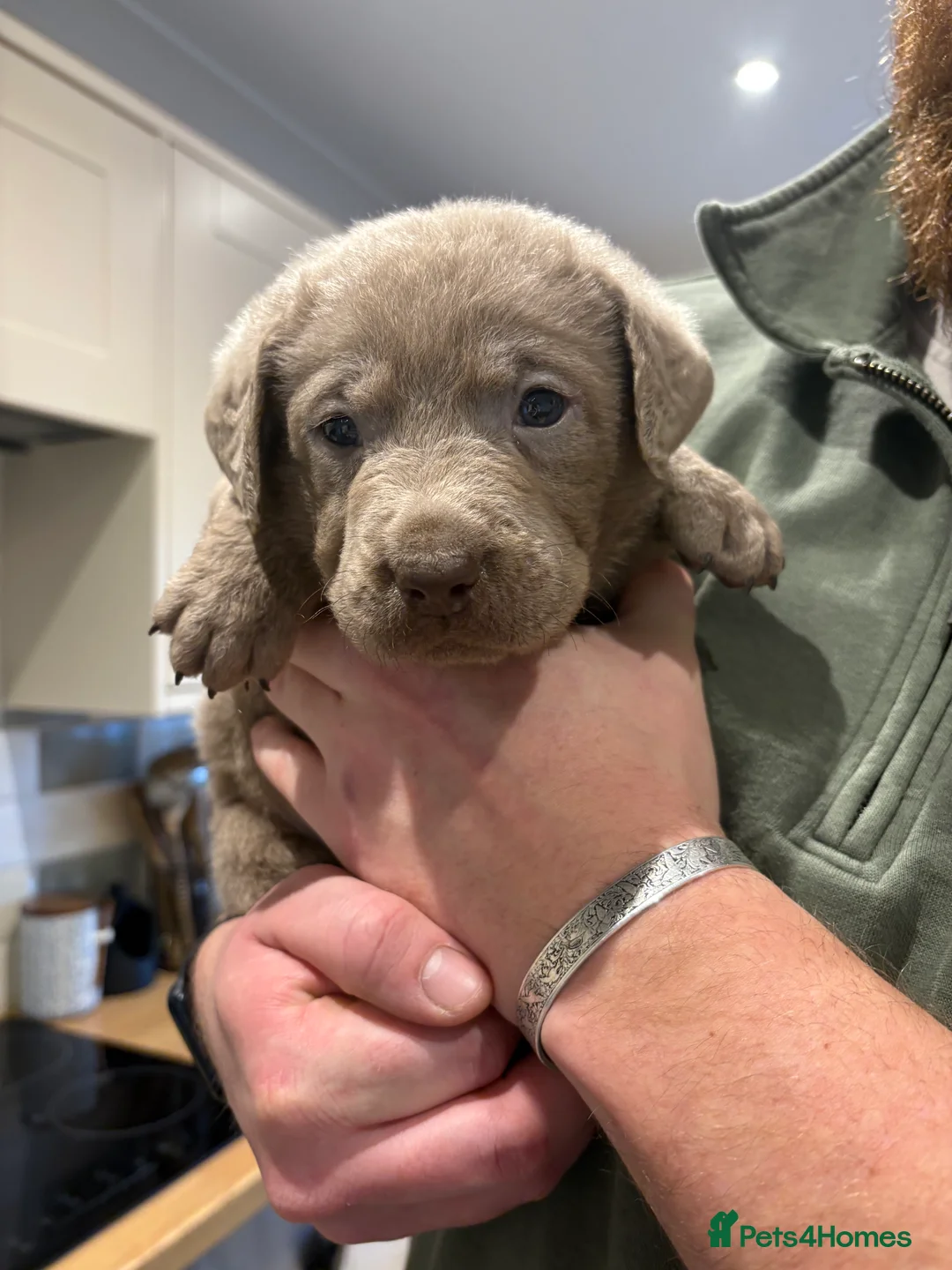 Labrador Retriever dogs for sale: Charcoal/silver Labrador puppies  - Advert 19