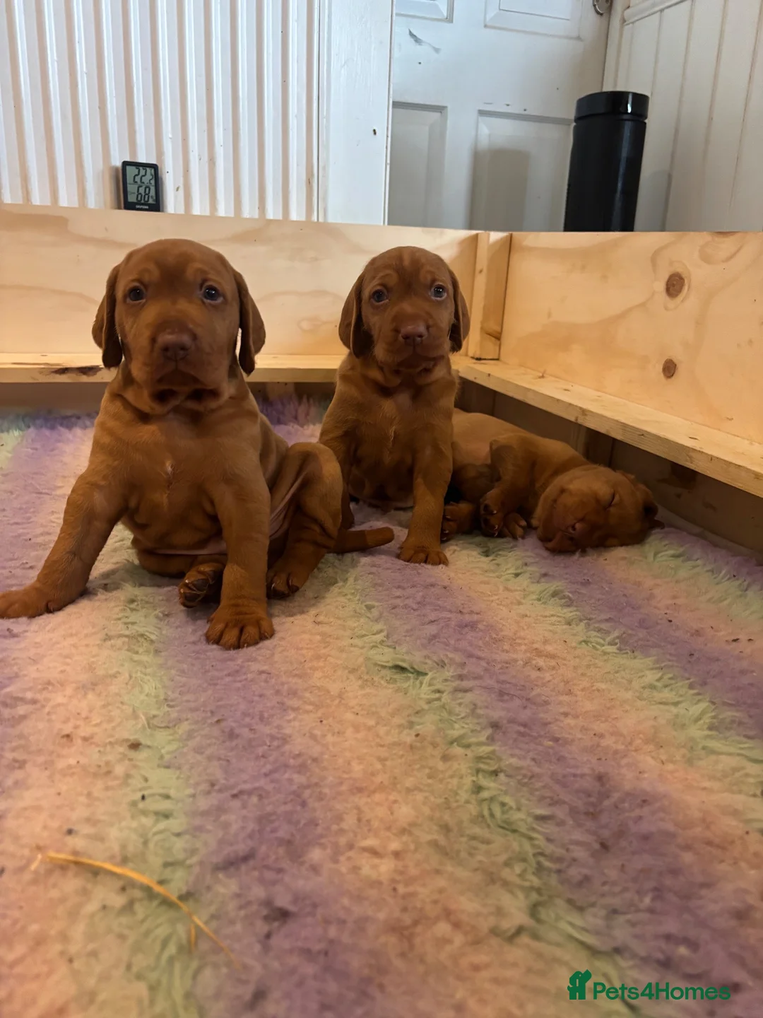 Hungarian Vizsla dogs for sale: Non registered Wire haired Hungarian vizsla pups in Barnsley - Advert 1