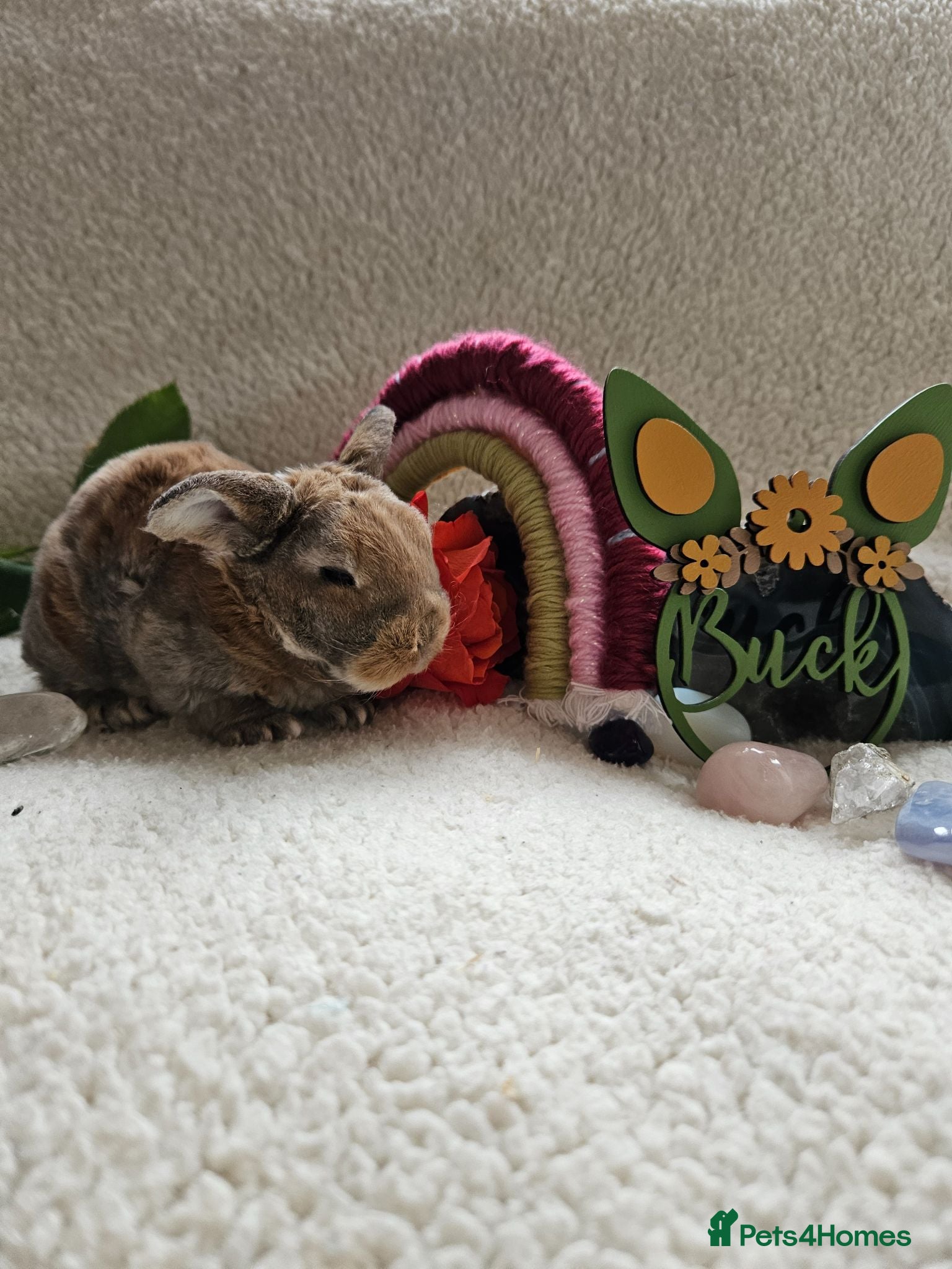 Mini Lop rabbits Mini Plush Lops - Rainbow Litter Suffolk - Advert 2
