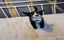 Mixed Breed cats for sale: Beautiful kitten, last in litter - Image 3