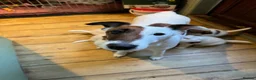 Fox Terrier dogs for sale: Pickle  in Braintree - Advert 1
