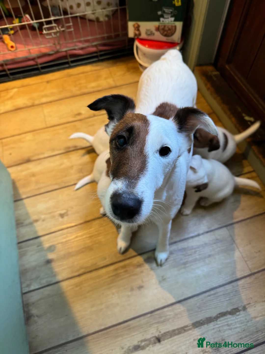 Fox Terrier dogs for sale: Pickle  in Braintree - Advert 1