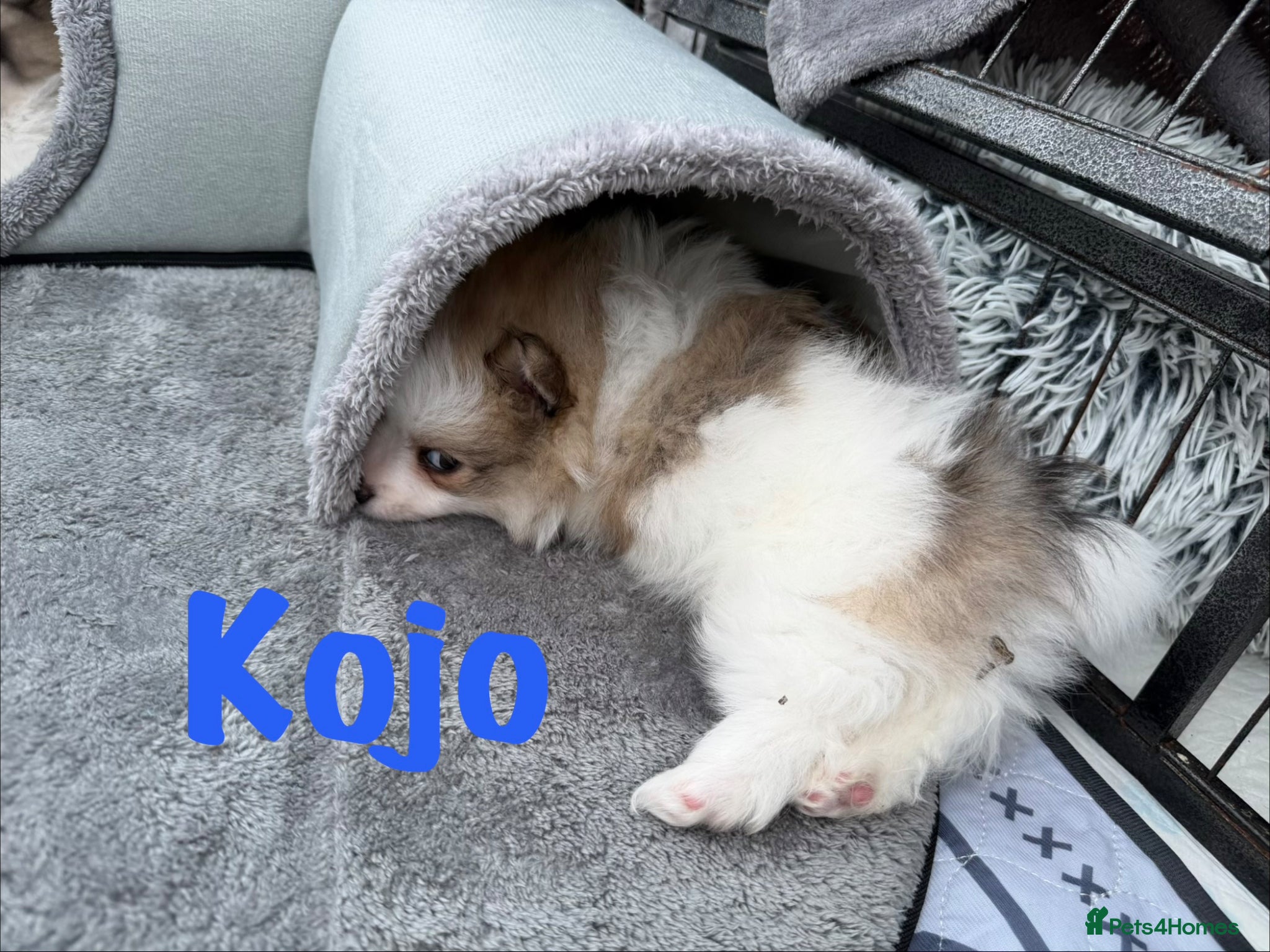 Pomeranian dogs for sale: Pomeranian Puppies Available To Reserve Now in Manchester - Advert 13