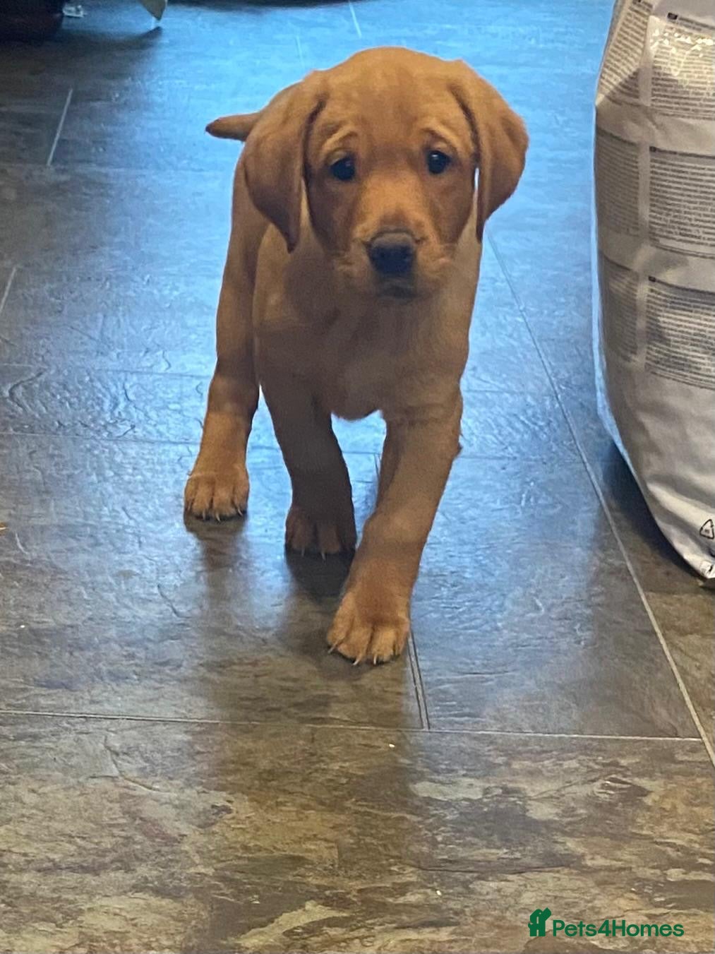 Labrador Retriever dogs Fox red labrador pups Glasgow last 2 remaining  - Advert 6