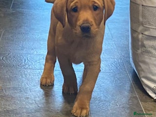 Labrador Retriever dogs Fox red labrador pups Glasgow last 2 remaining - Advert 6