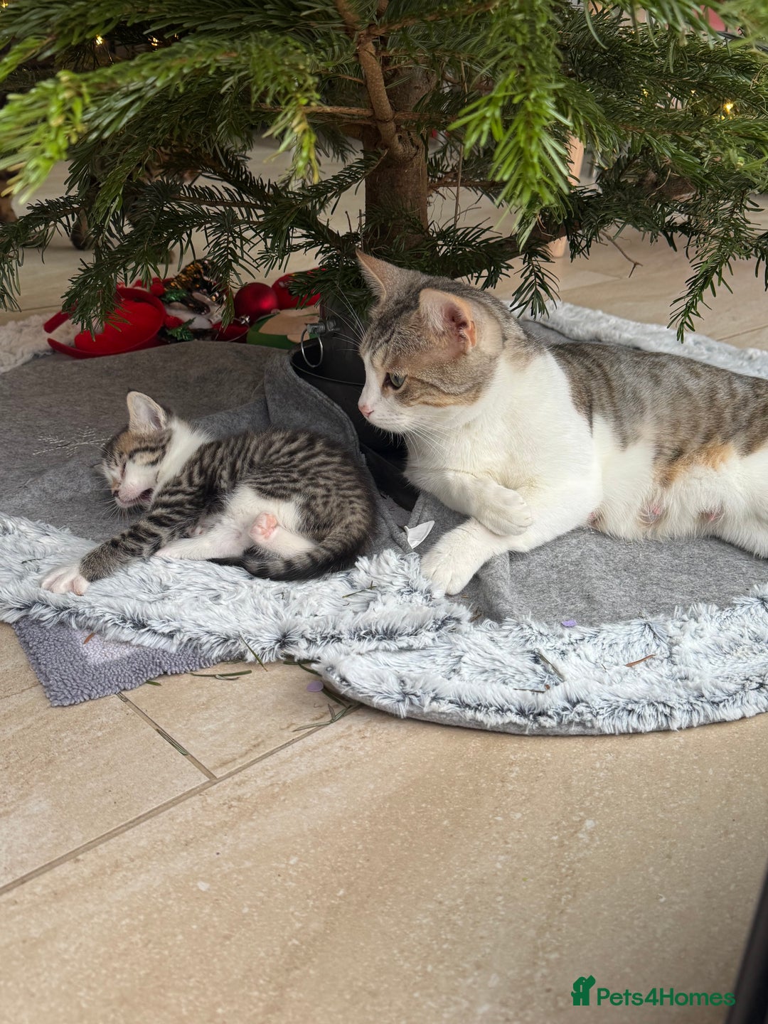 Mixed Breed cats for sale: Bengal cross kittens  - Advert 8