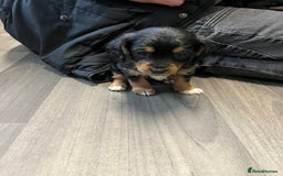 Jackapoo dogs for sale: Adorable Jackapoo puppies for sale !!!! - Image 22