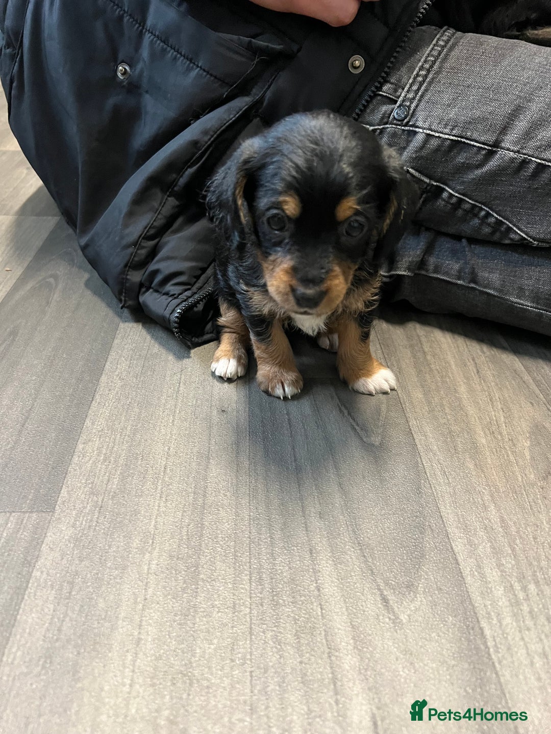 Jackapoo dogs for sale: Adorable Jackapoo puppies for sale !!!! - Image 22
