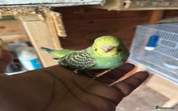 Budgerigars birds for sale: Baby budgies  in Nelson - Image 5
