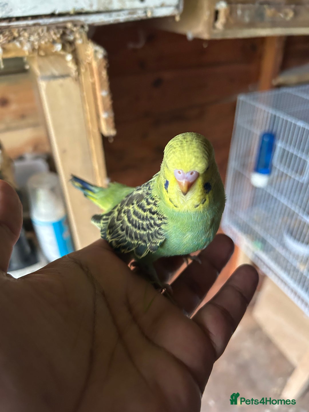 Budgerigars birds for sale: Baby budgies  in Nelson - Image 5