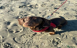 Dachshund dogs for stud: Standard smooth coat chocolate and tan dachshund - Image 5