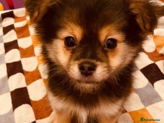 Mixed Breed dogs Yorkie x Pom - Advert 2