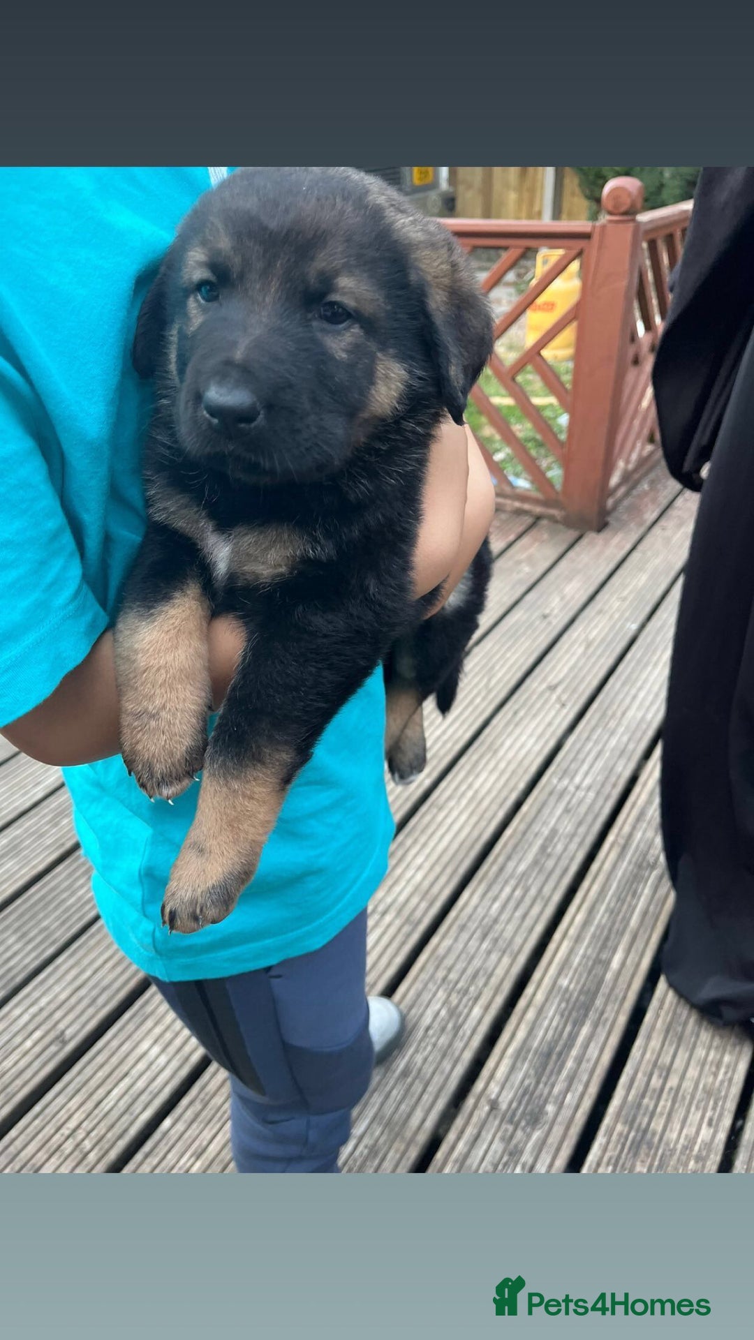 Mixed Breed dogs for sale: dogs for sale ££150-£250 - Image 8