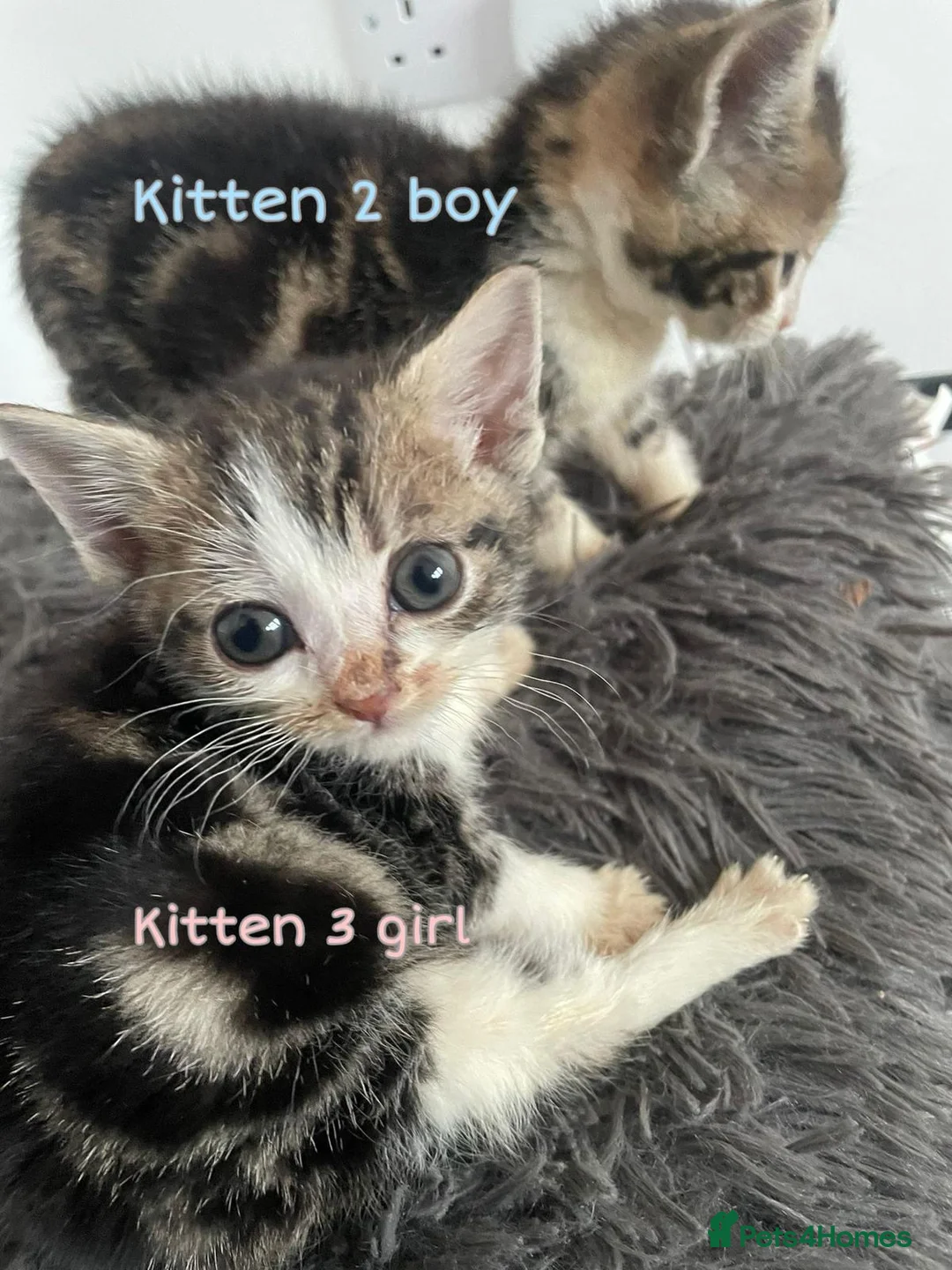 Mixed Breed cats for sale: Gorgeous tabby kittens available URGENT - Advert 2