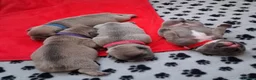 French Bulldog dogs for sale: Beautiful litter of 4 French bulldog - Advert 9