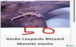 Gecko reptiles for sale: Crested and Leopard geckos available - Advert 16