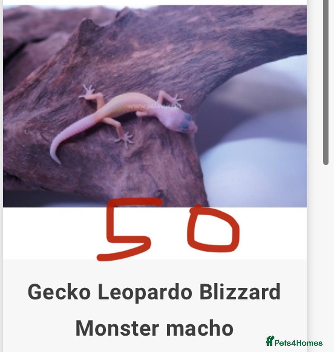 Gecko reptiles for sale: Crested and Leopard geckos available - Advert 16