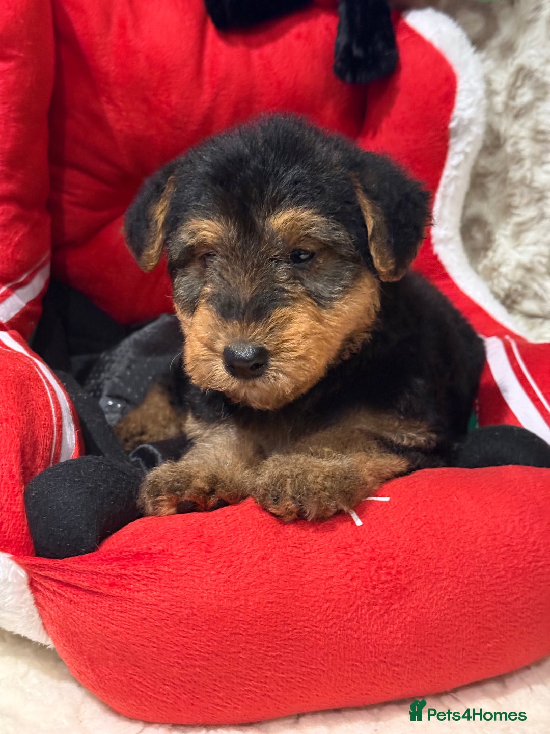 Mixed Breed dogs for sale: Airedale puppies  - Advert 15