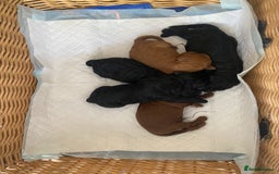 Irish Doodle dogs for sale: Irish doodle - Image 28