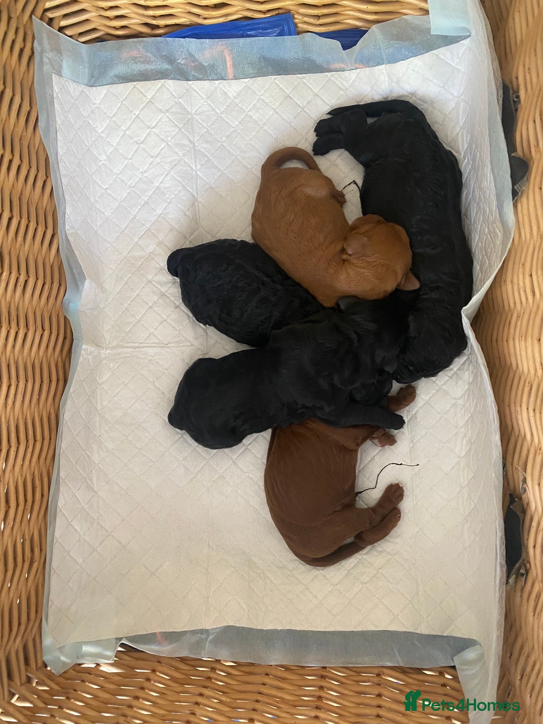 Irish Doodle dogs for sale: Irish doodle - Image 28