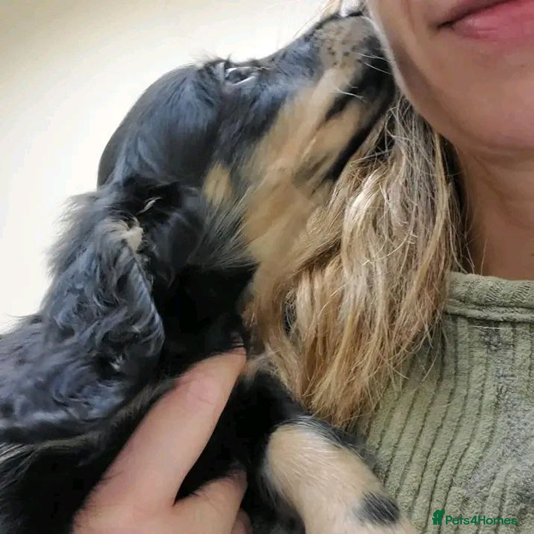 Miniature Dachshund dogs for sale: Charming Miniature Dachshund Puppies   - Image 6