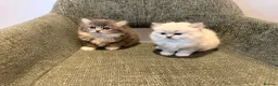 British Longhair cats for sale: 3/4 British Longhaired kittens - Advert 8