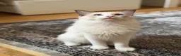 Ragdoll cats for sale: Ragdoll Male Kitten in Stoke-on-Trent - Advert 9