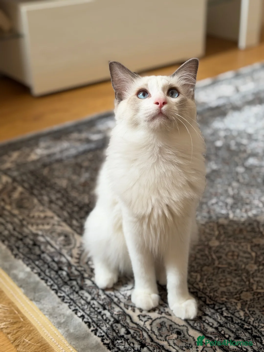 Ragdoll cats for sale: Ragdoll Male Kitten in Stoke-on-Trent - Advert 9