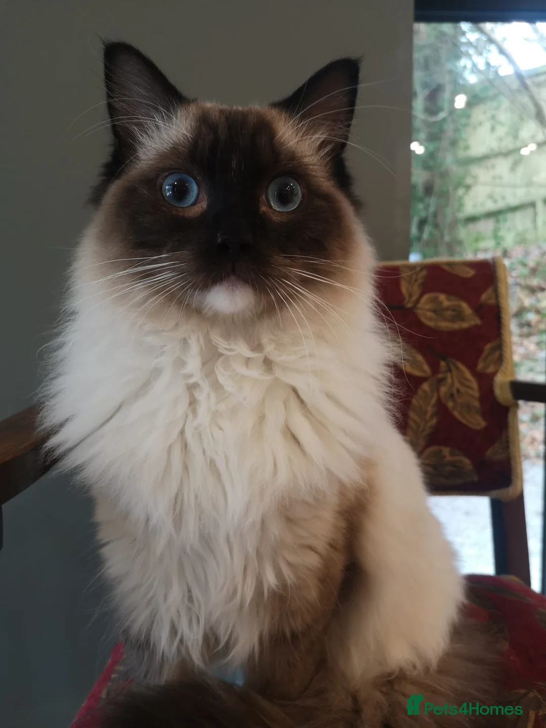 Ragdoll cats for sale: Smokey - Advert 1