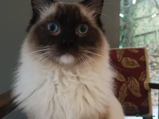 Ragdoll cats Smokey - Advert 16