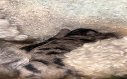 Labradoodle dogs for sale: Stunning tiny labradoodles blue Merle & black - Image 8