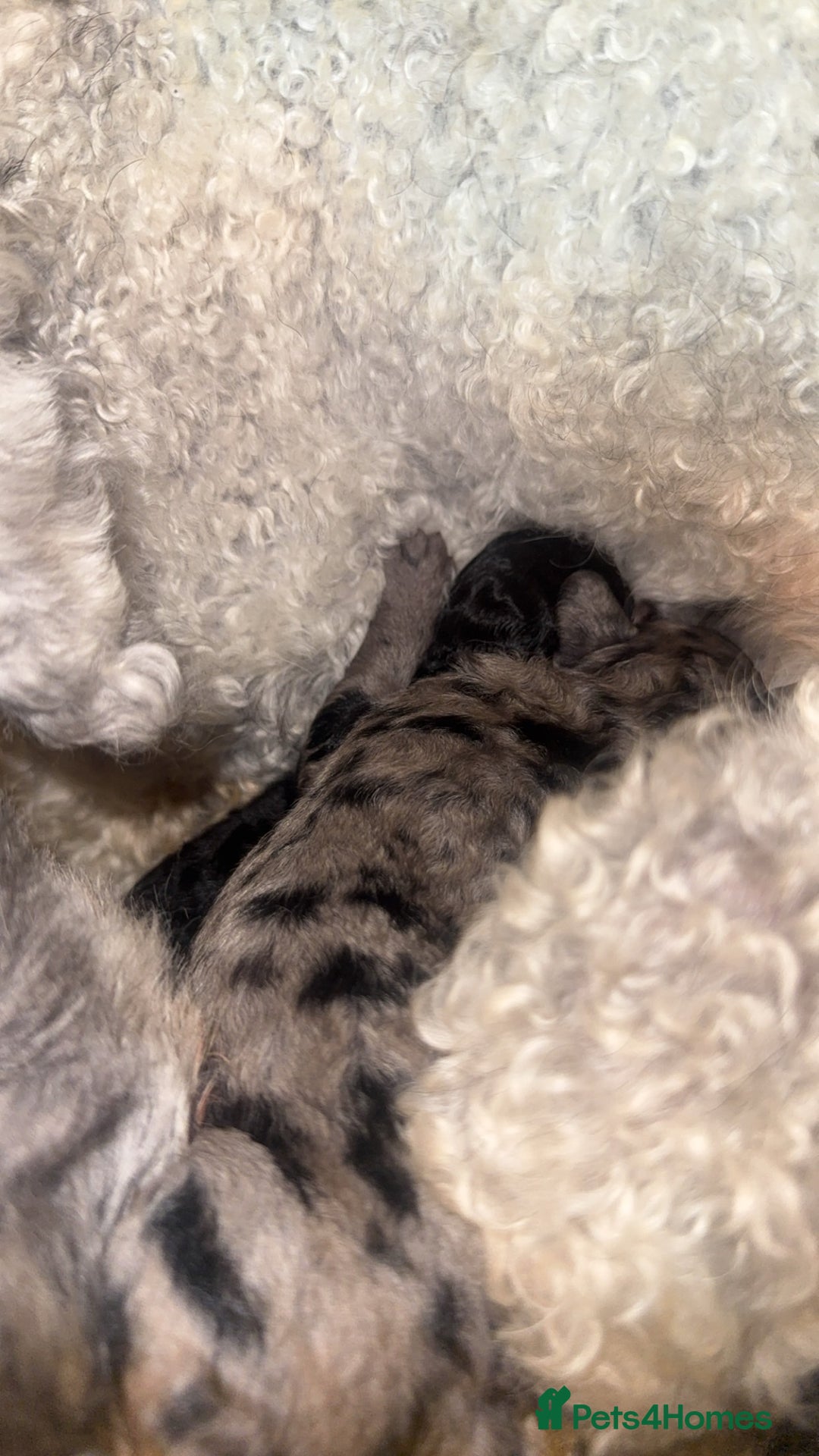 Labradoodle dogs for sale: Stunning tiny labradoodles blue Merle & black - Image 8