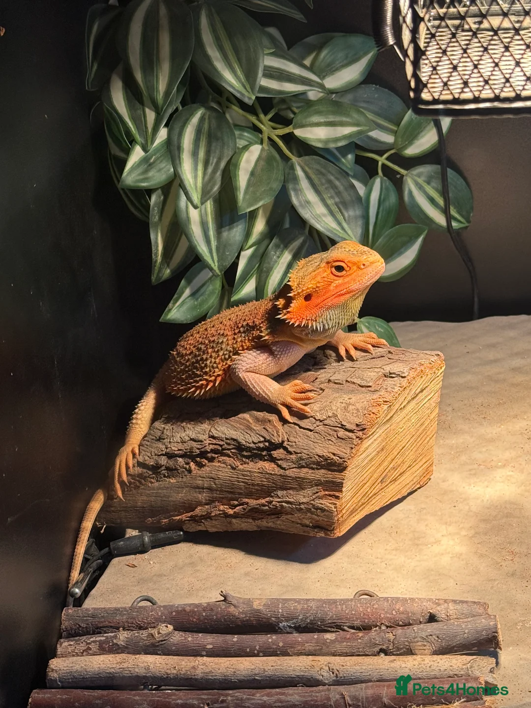 Dragon reptiles for sale: Red Bearded dragon  - Advert 1