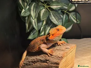 Dragon reptiles Red Bearded dragon - Advert 3