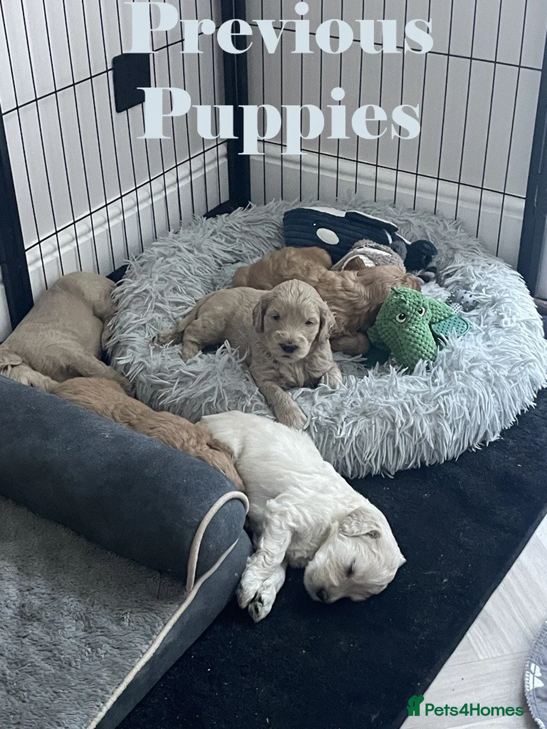 Double Doodle dogs for sale: Nell is expecting Double Doodles  - Advert 26