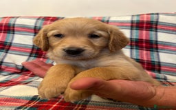 Golden Retriever dogs for sale: KC Registered Golden Retrievers  - Image 22