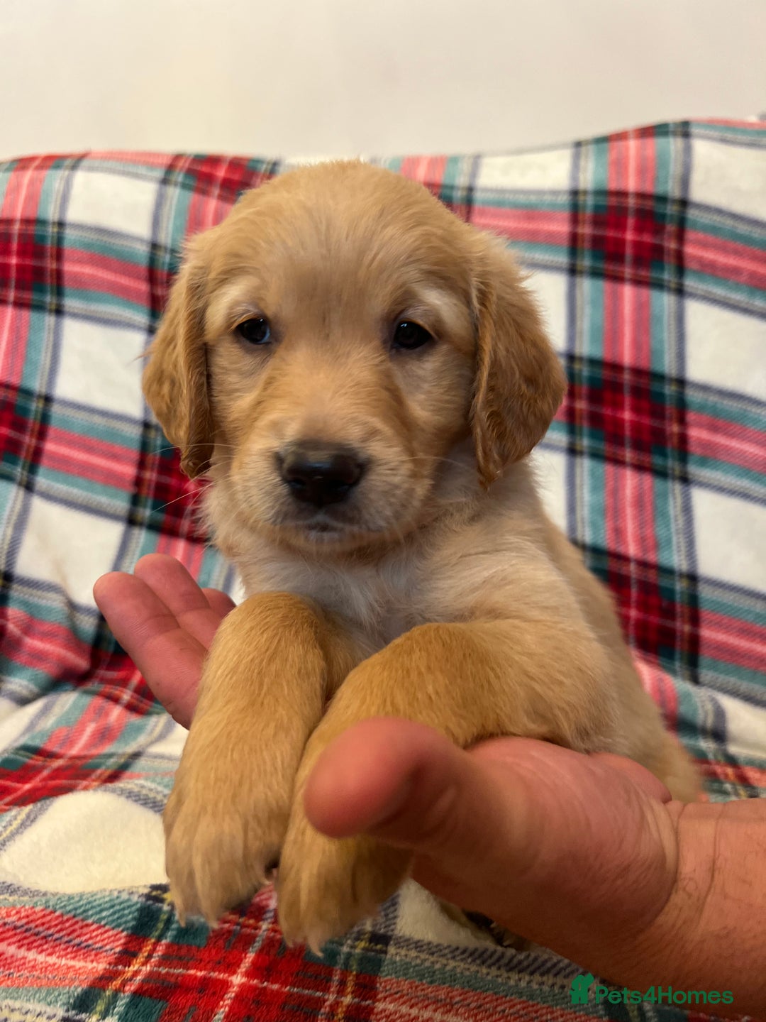 Golden Retriever dogs for sale: KC Registered Golden Retrievers  - Image 22