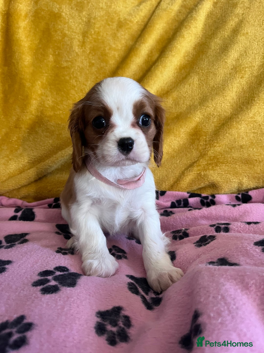 Cavalier King Charles Spaniel dogs for sale: Stunning cavalier King Charles puppies  - Image 9
