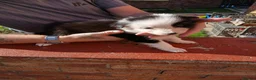 Border Collie dogs for sale: BORDER COLLIE PUPS - Advert 8