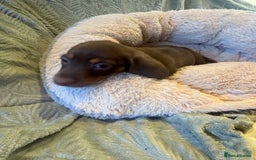 Dachshund dogs for sale: Miniature chocolate dachshund  - Image 5