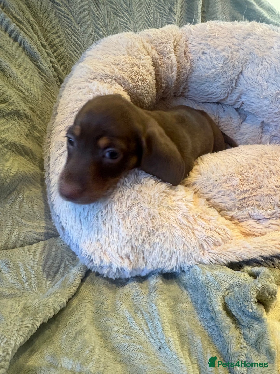Dachshund dogs for sale: Miniature chocolate dachshund  - Image 5