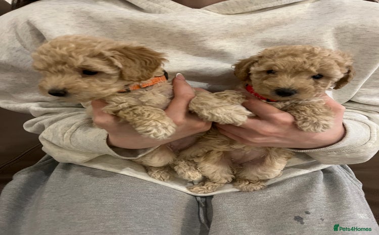 Miniature Poodle dogs Gorgeous miniature poodle pups - Advert 1