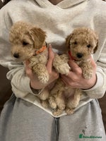 Miniature Poodle dogs Gorgeous miniature poodle pups - Advert 6